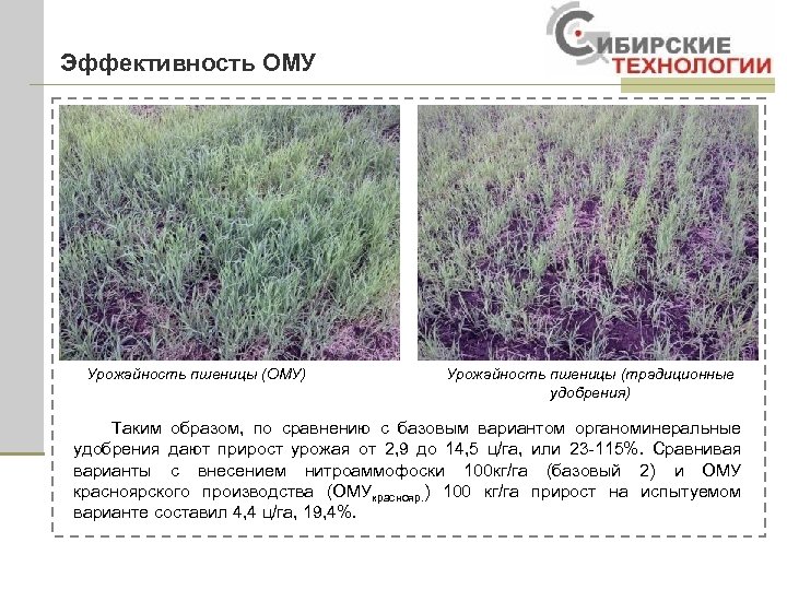 Эффективность ОМУ Урожайность пшеницы (ОМУ) Урожайность пшеницы (традиционные удобрения) Таким образом, по сравнению с
