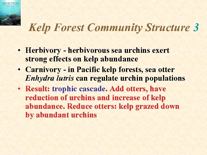 Kelp Forest Community Structure 3 • Herbivory - herbivorous sea urchins exert strong effects