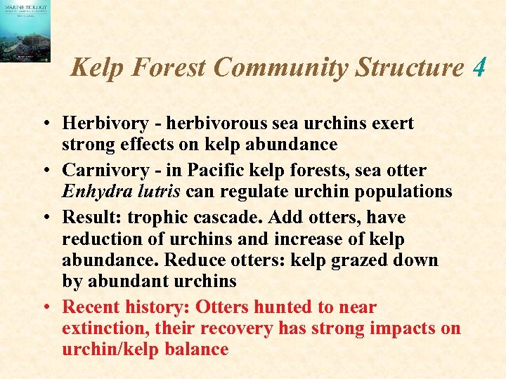 Kelp Forest Community Structure 4 • Herbivory - herbivorous sea urchins exert strong effects