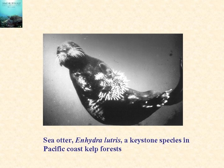 Sea otter, Enhydra lutris, a keystone species in Pacific coast kelp forests 