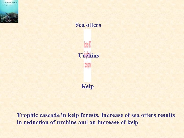 Sea otters Urchins Kelp Trophic cascade in kelp forests. Increase of sea otters results