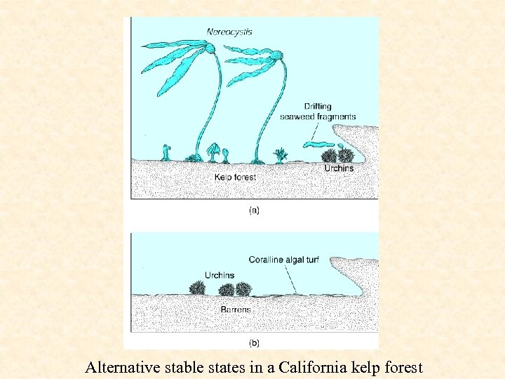 Alternative stable states in a California kelp forest 