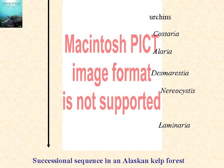 urchins Costaria Alaria Desmarestia Nereocystis Laminaria Successional sequence in an Alaskan kelp forest 