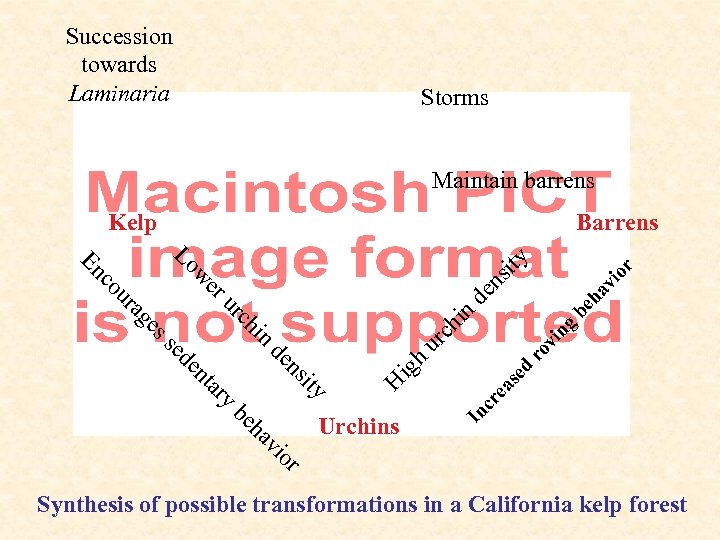 Succession towards Laminaria Storms Maintain barrens Kelp Barrens vi or be ha n vi