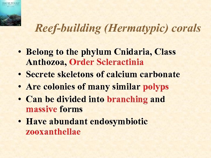 Reef-building (Hermatypic) corals • Belong to the phylum Cnidaria, Class Anthozoa, Order Scleractinia •