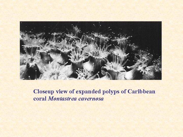 Closeup view of expanded polyps of Caribbean coral Montastrea cavernosa 