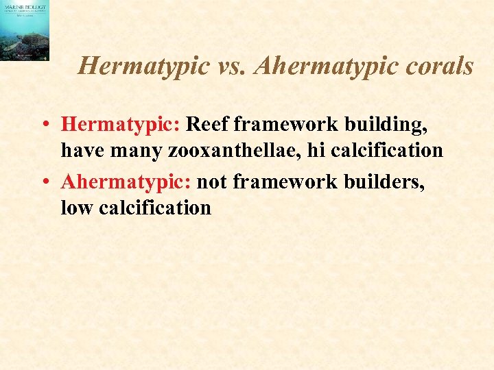 Hermatypic vs. Ahermatypic corals • Hermatypic: Reef framework building, have many zooxanthellae, hi calcification