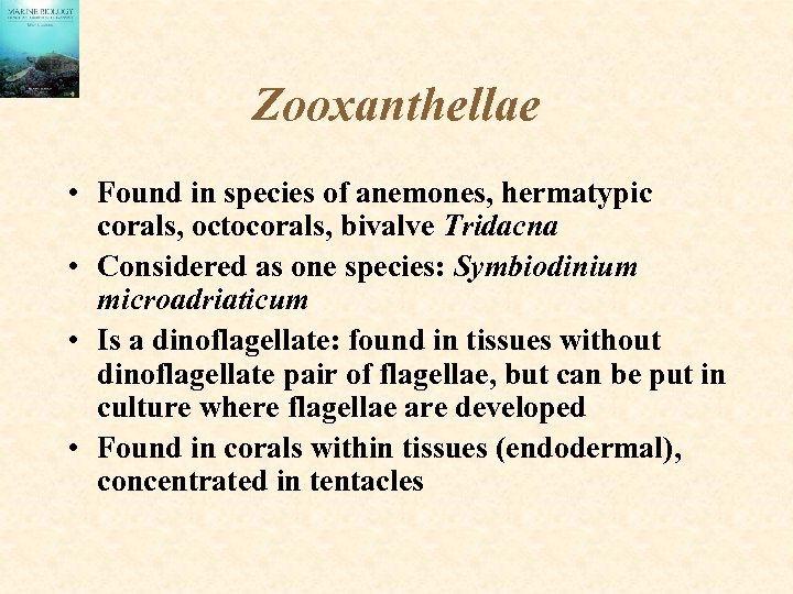 Zooxanthellae • Found in species of anemones, hermatypic corals, octocorals, bivalve Tridacna • Considered