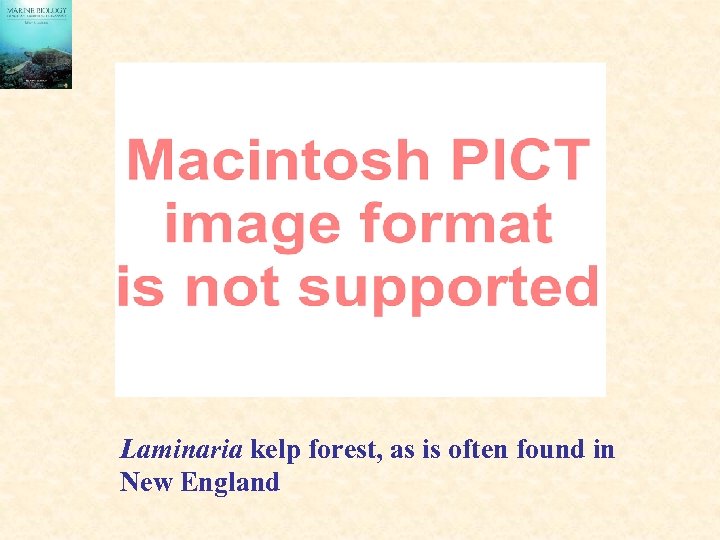 Laminaria kelp forest, as is often found in New England 