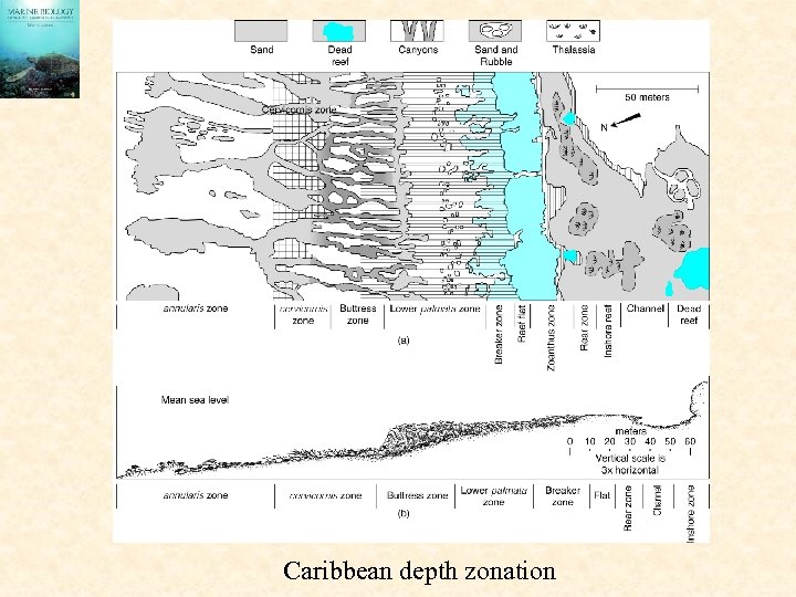 Caribbean depth zonation 