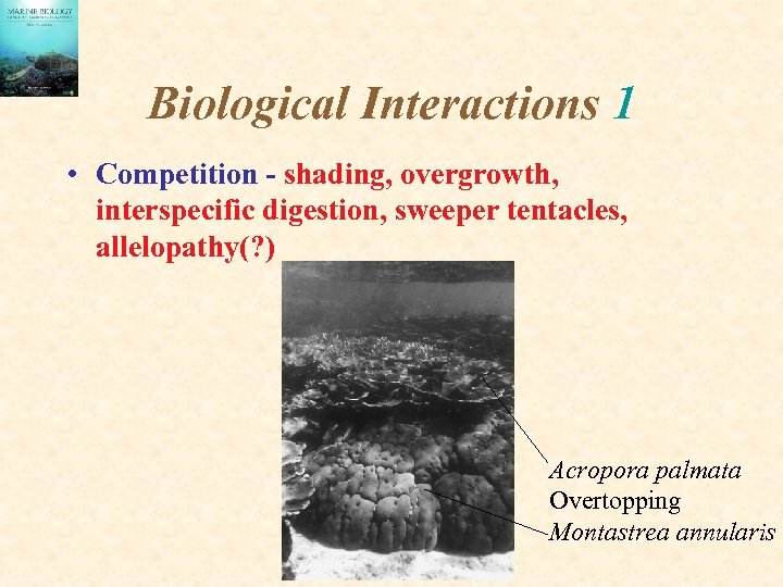 Biological Interactions 1 • Competition - shading, overgrowth, interspecific digestion, sweeper tentacles, allelopathy(? )