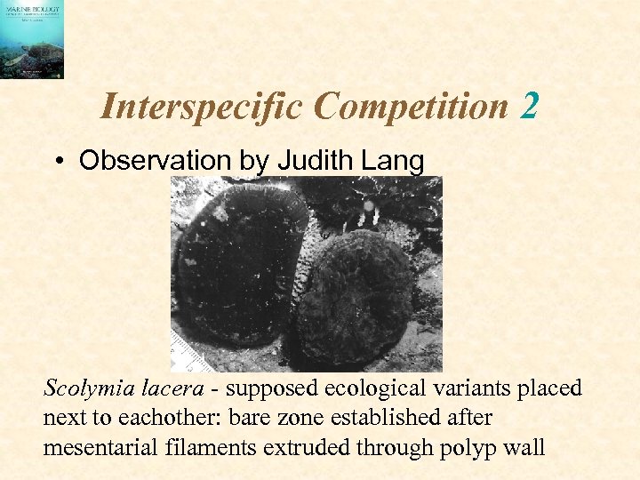 Interspecific Competition 2 • Observation by Judith Lang Scolymia lacera - supposed ecological variants