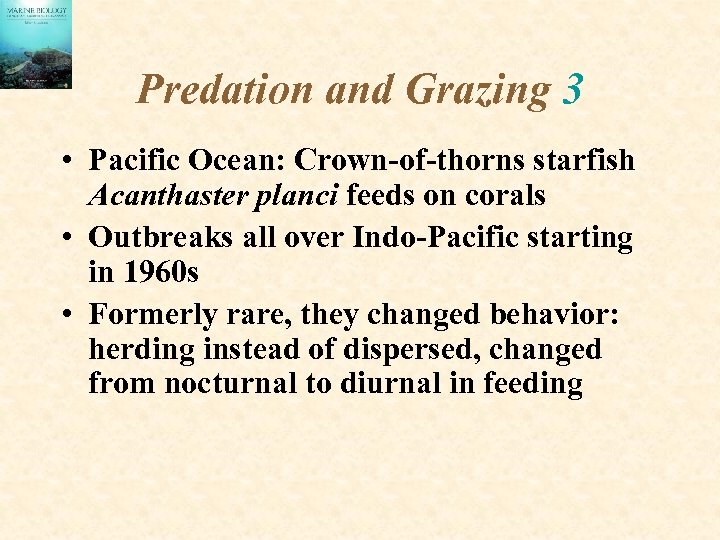 Predation and Grazing 3 • Pacific Ocean: Crown-of-thorns starfish Acanthaster planci feeds on corals