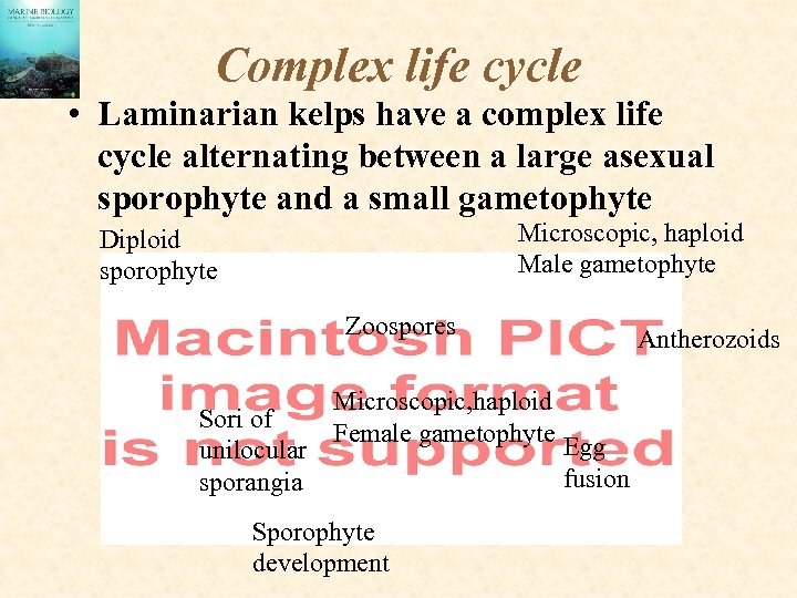 Complex life cycle • Laminarian kelps have a complex life cycle alternating between a