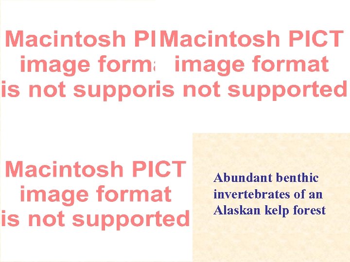 Abundant benthic invertebrates of an Alaskan kelp forest 