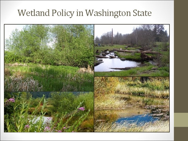 Wetland Policy in Washington State 