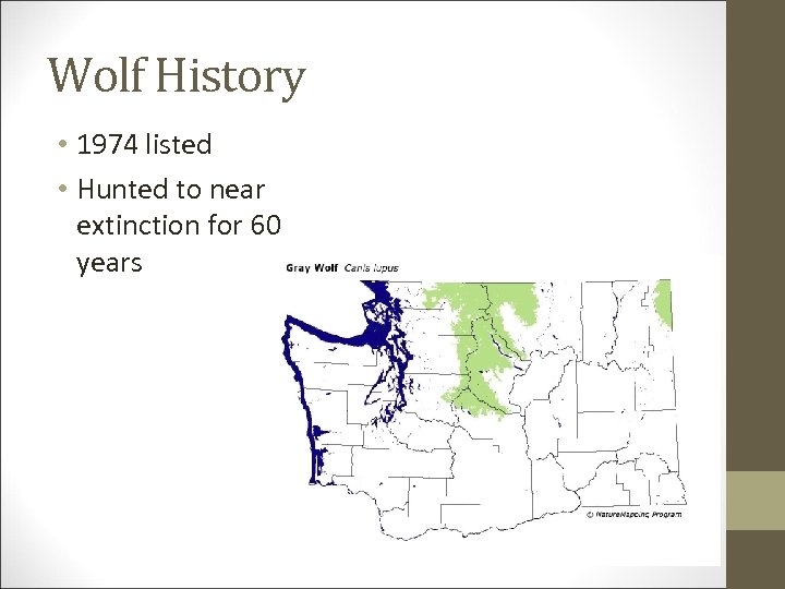 Wolf History • 1974 listed • Hunted to near extinction for 60 years 