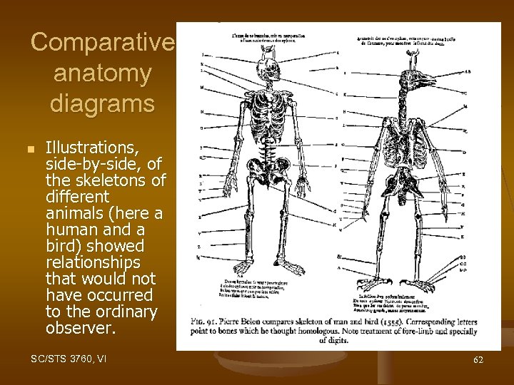 Comparative anatomy diagrams n Illustrations, side-by-side, of the skeletons of different animals (here a