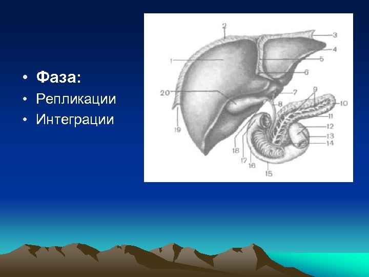 . • Фаза: • Репликации • Интеграции 