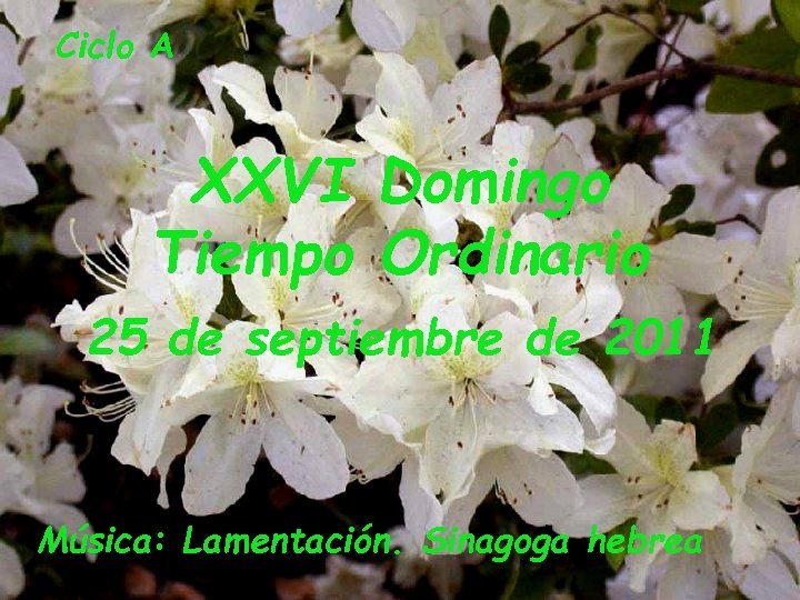 Ciclo A XXVI Domingo Tiempo Ordinario 25 de septiembre de 2011 Música: Lamentación. Sinagoga