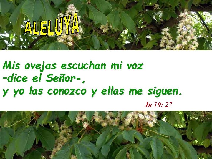 Mis ovejas escuchan mi voz –dice el Señor-, y yo las conozco y ellas
