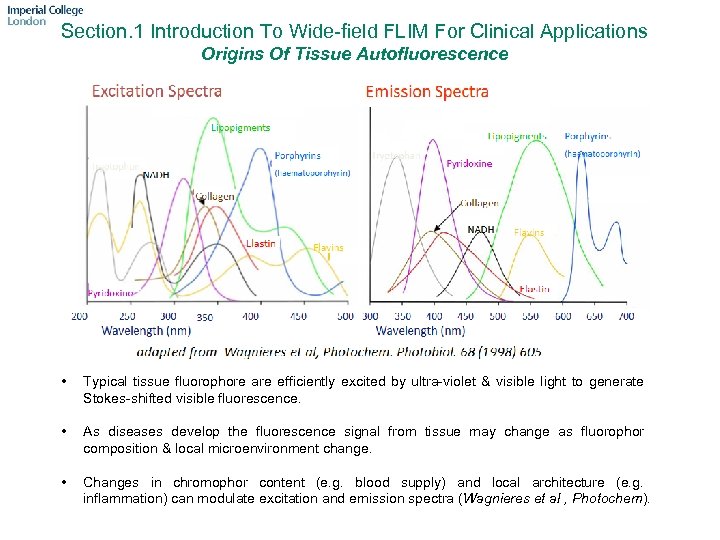 Section. 1 Introduction To Wide-field FLIM For Clinical Applications Origins Of Tissue Autofluorescence •
