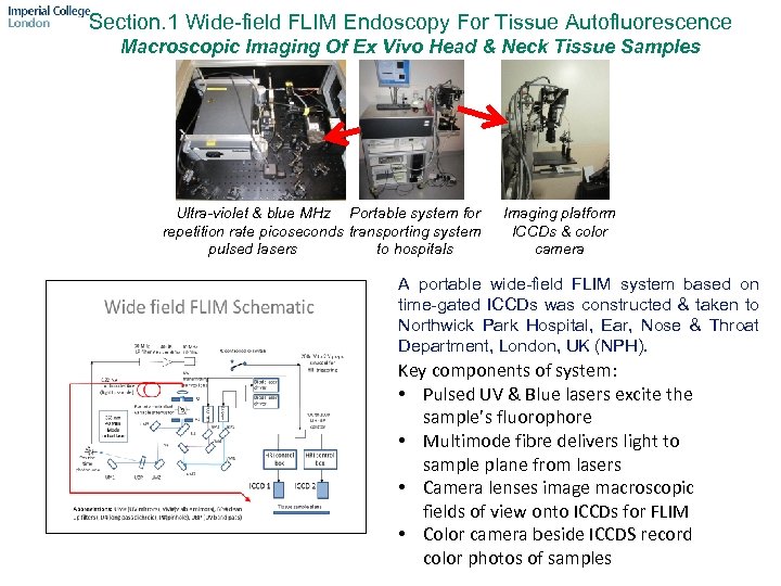 Section. 1 Wide-field FLIM Endoscopy For Tissue Autofluorescence Macroscopic Imaging Of Ex Vivo Head