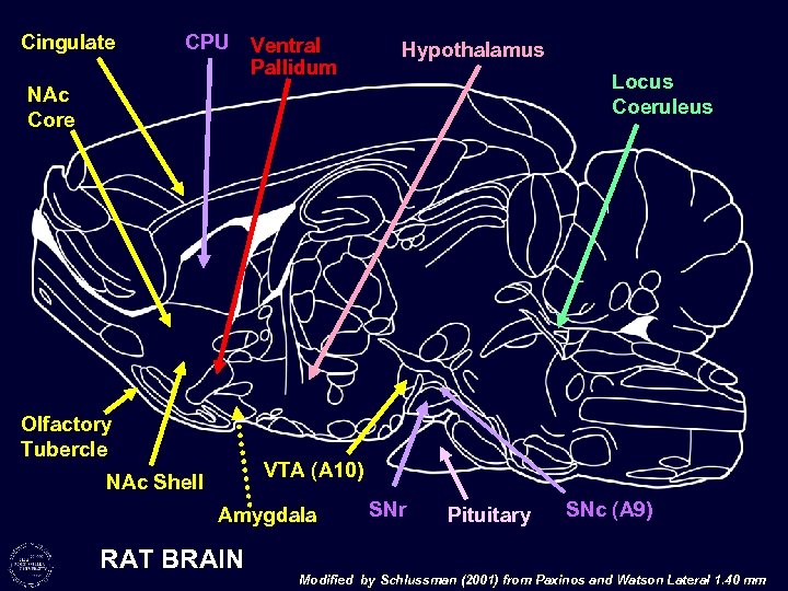 Cingulate CPU Ventral Pallidum Hypothalamus Locus Coeruleus NAc Core Olfactory Tubercle VTA (A 10)