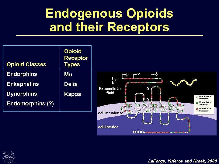 Endogenous Opioids and their Receptors Opioid Classes Opioid Receptor Types Endorphins Mu Enkephalins Delta
