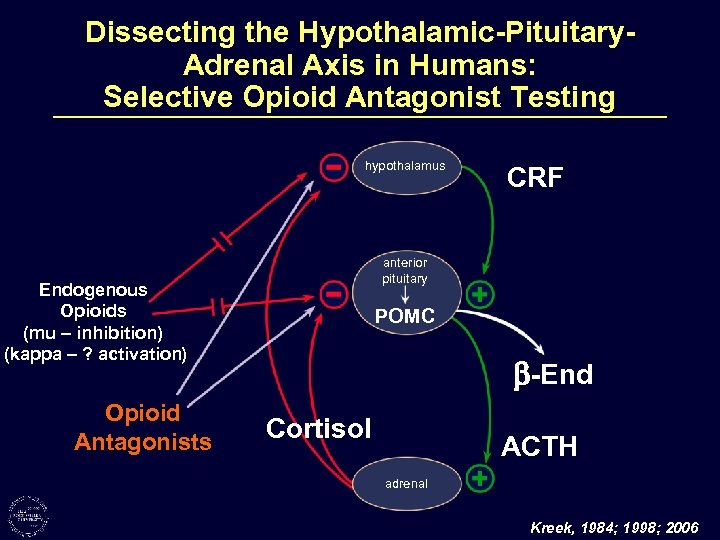 Dissecting the Hypothalamic-Pituitary. Adrenal Axis in Humans: Selective Opioid Antagonist Testing hypothalamus anterior pituitary