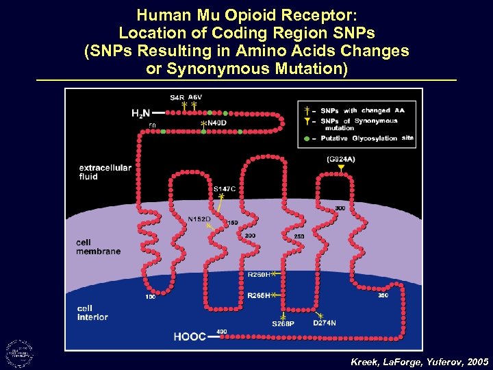 Human Mu Opioid Receptor: Location of Coding Region SNPs (SNPs Resulting in Amino Acids