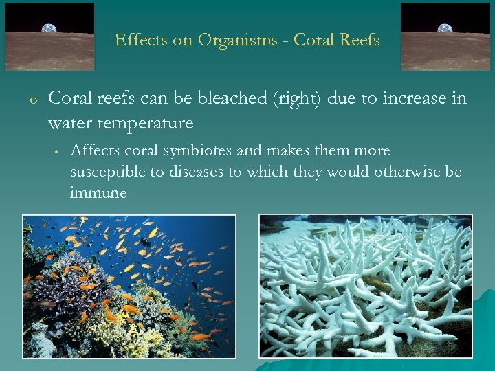 Effects on Organisms - Coral Reefs o Coral reefs can be bleached (right) due