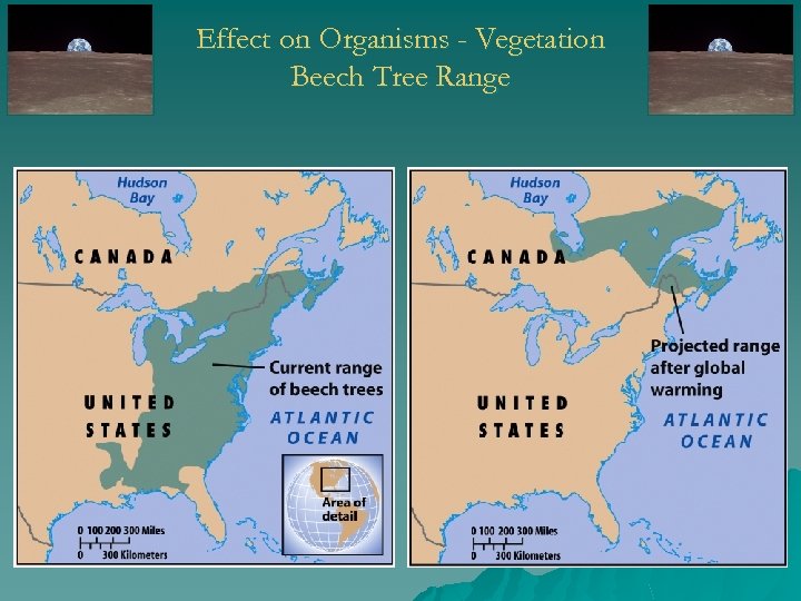 Effect on Organisms - Vegetation Beech Tree Range 