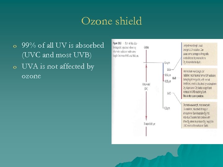 Ozone shield o o 99% of all UV is absorbed (UVC and most UVB)