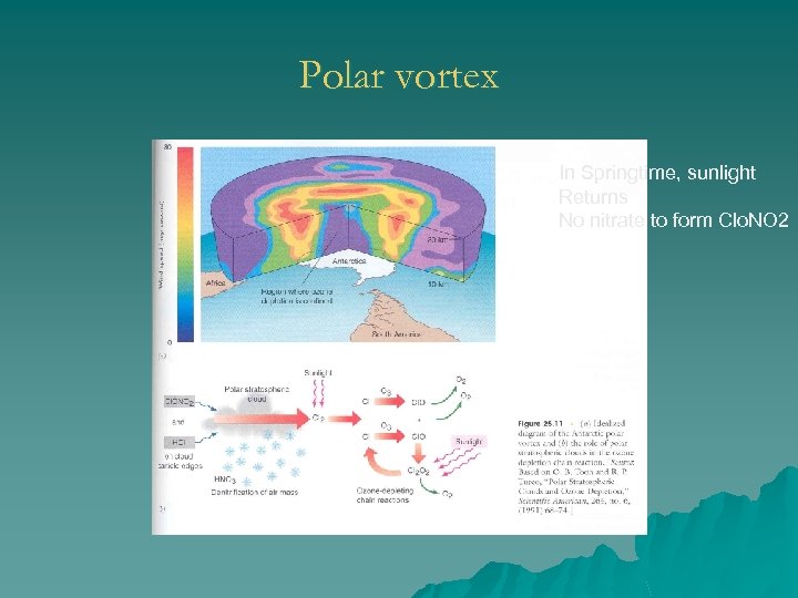 Polar vortex In Springtime, sunlight Returns No nitrate to form Clo. NO 2 