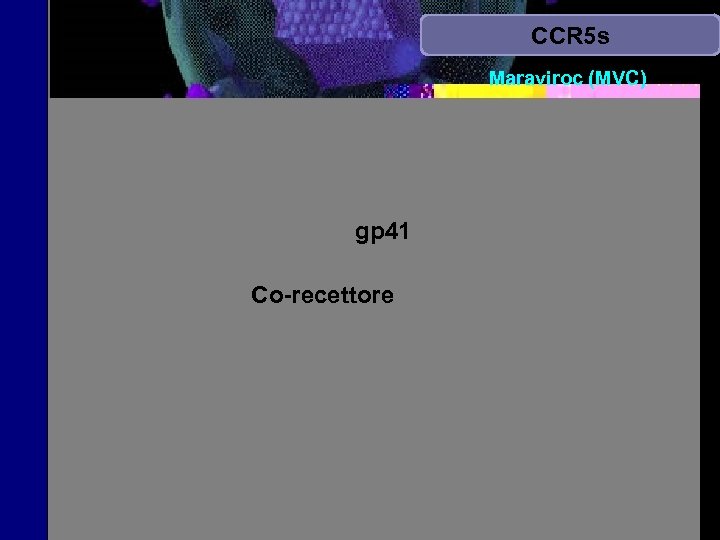 CCR 5 s Maraviroc (MVC) gp 41 Co-recettore 