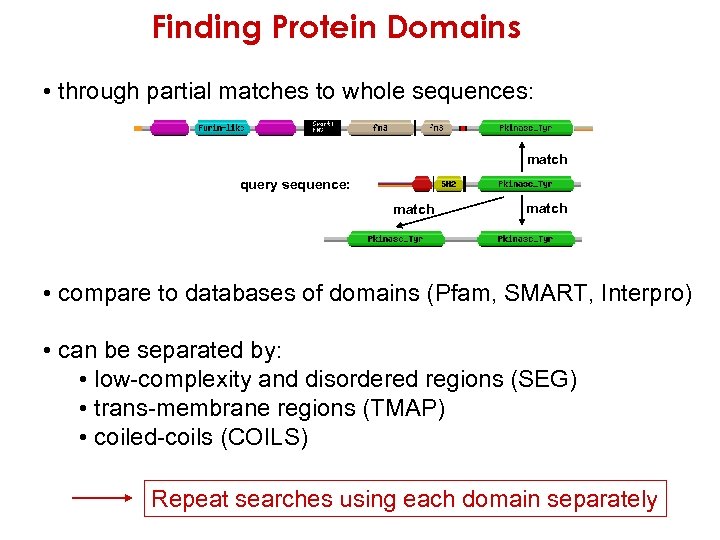 Finding Protein Domains • through partial matches to whole sequences: match query sequence: match