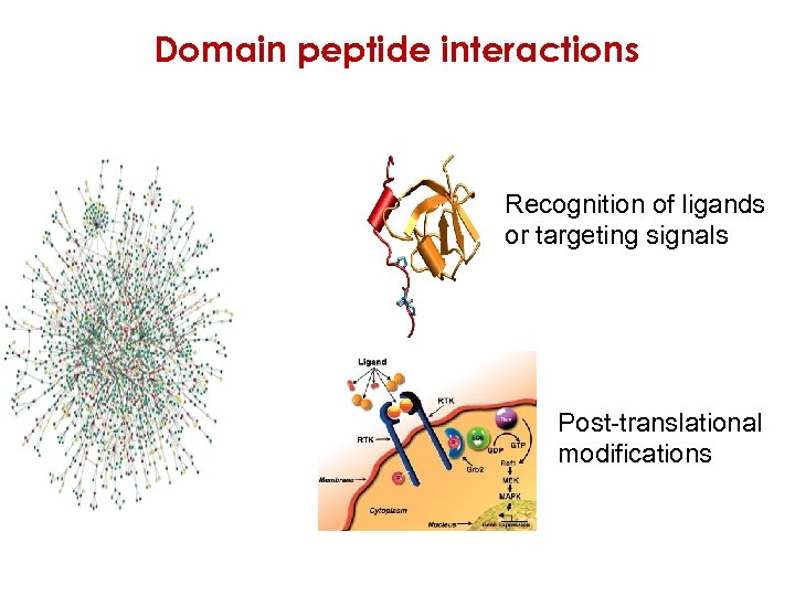 Domain peptide interactions Recognition of ligands or targeting signals Post-translational modifications 