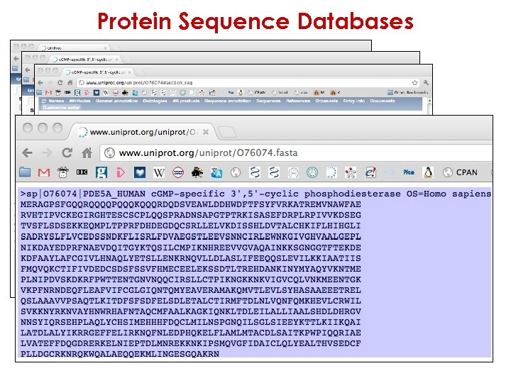 Protein Sequence Databases 