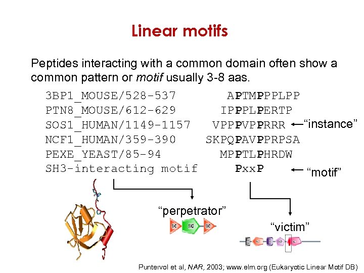 Linear motifs Peptides interacting with a common domain often show a common pattern or