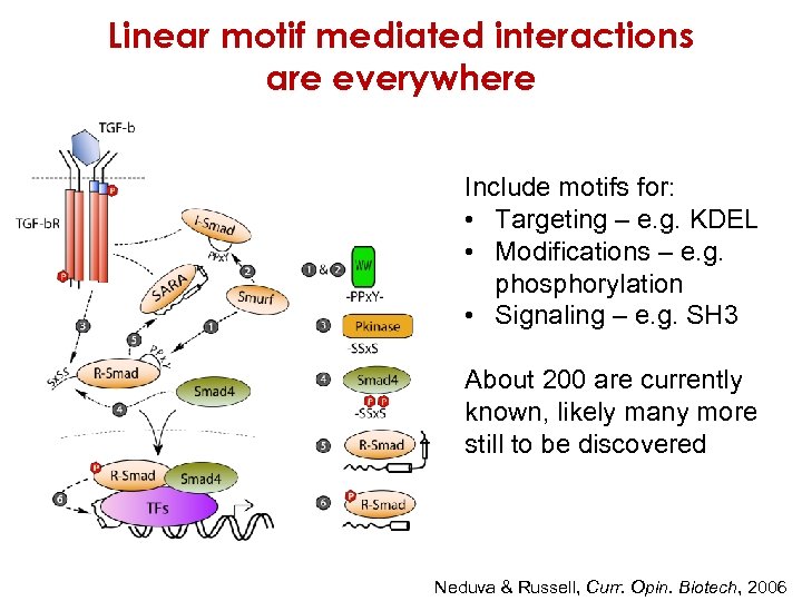 Linear motif mediated interactions are everywhere Include motifs for: • Targeting – e. g.