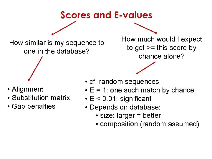 Scores and E-values How similar is my sequence to one in the database? •