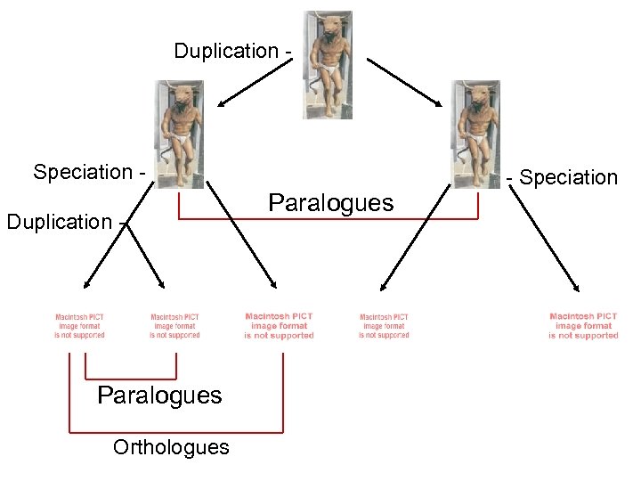 Duplication - Speciation Duplication - Paralogues Orthologues Paralogues - Speciation 