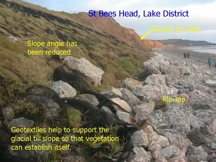 St Bees Head, Lake District Glacial till cliffs Slope angle has been reduced Rip-rap