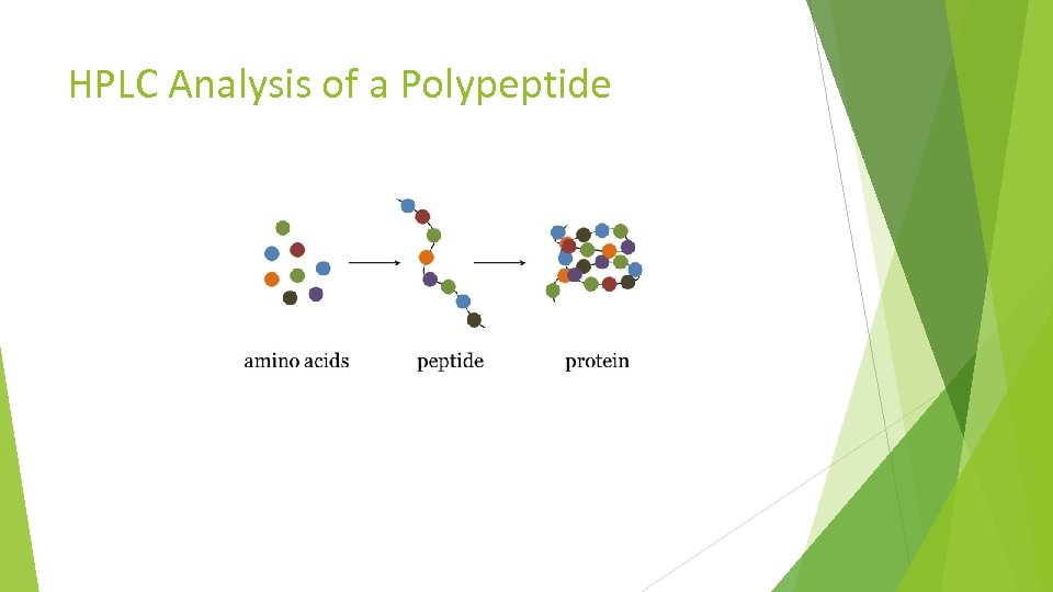 HPLC Analysis of a Polypeptide 