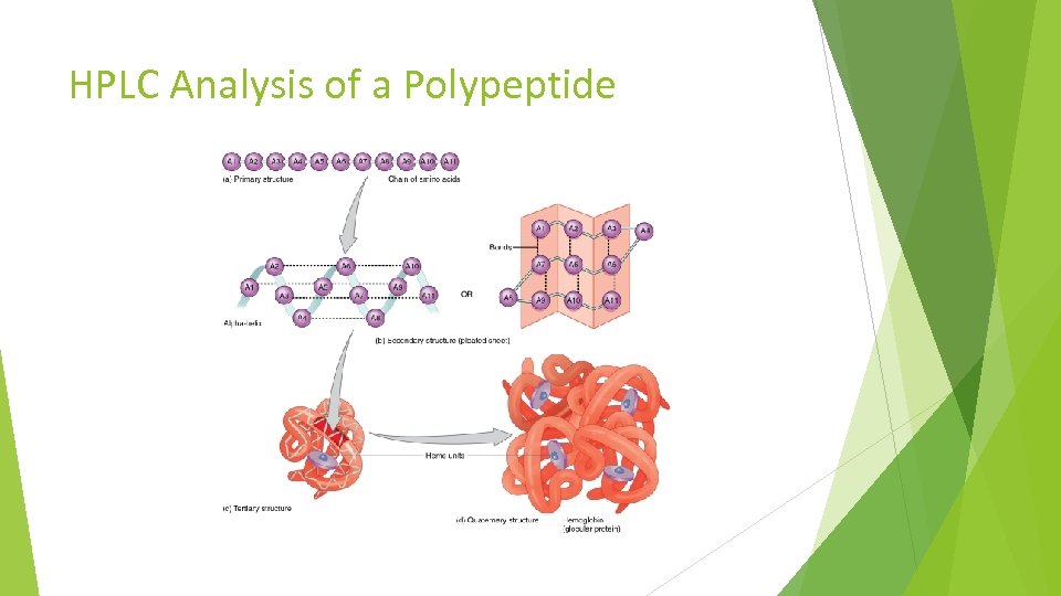 HPLC Analysis of a Polypeptide 