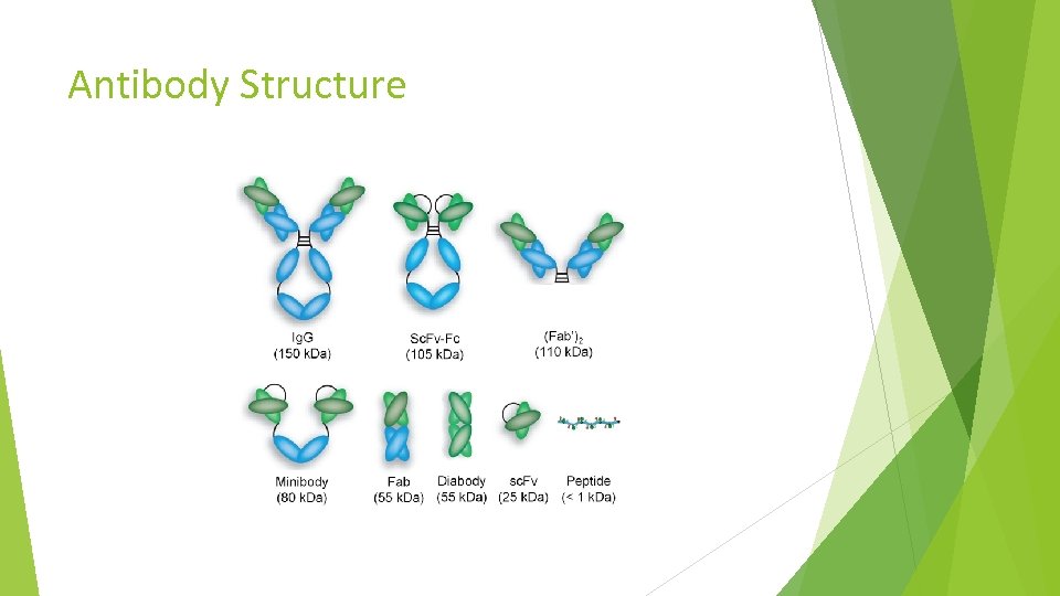 Antibody Structure 