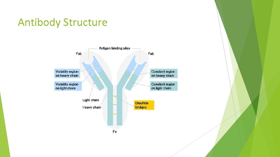 Antibody Structure 