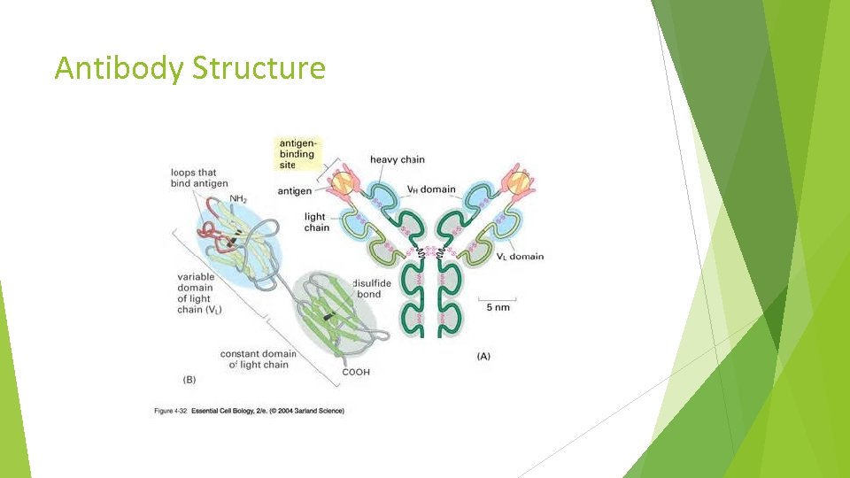 Antibody Structure 