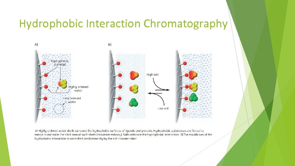 Hydrophobic Interaction Chromatography 